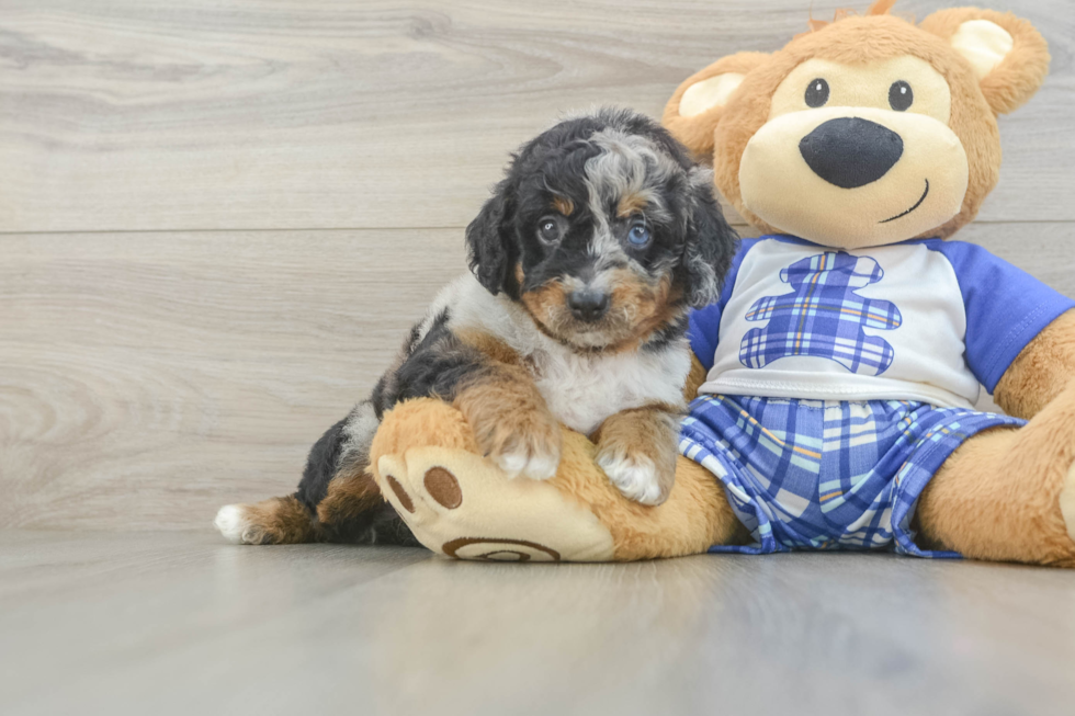 Best Mini Bernedoodle Baby