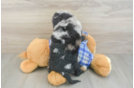 Mini Bernedoodle Puppy for Adoption