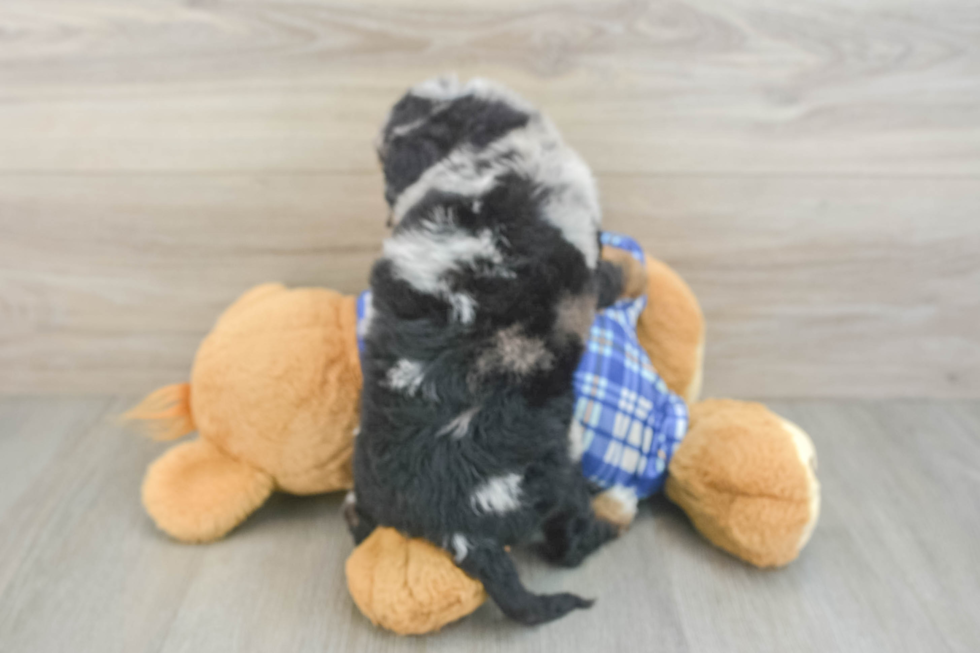Mini Bernedoodle Puppy for Adoption