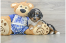 Adorable Mini Bernesepoo Poodle Mix Puppy