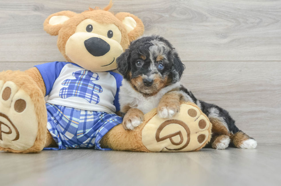 5 week old Mini Bernedoodle Puppy For Sale - Florida Fur Babies