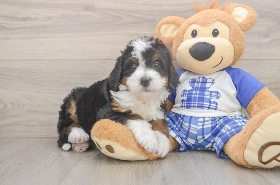 5 week old Mini Bernedoodle Puppy For Sale - Florida Fur Babies