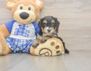 5 week old Mini Bernedoodle Puppy For Sale - Florida Fur Babies