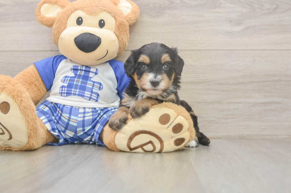 5 week old Mini Bernedoodle Puppy For Sale - Florida Fur Babies