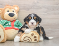 6 week old Mini Bernedoodle Puppy For Sale - Florida Fur Babies