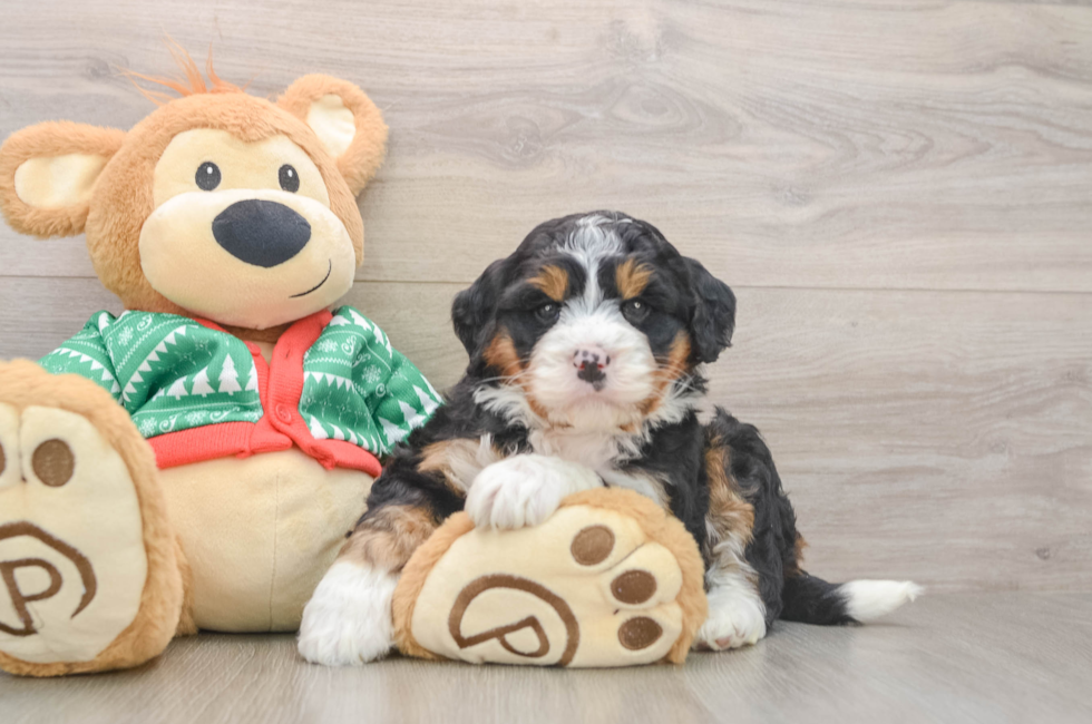 5 week old Mini Bernedoodle Puppy For Sale - Florida Fur Babies
