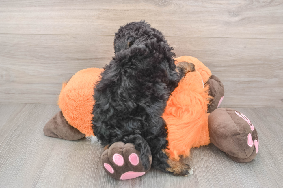 Happy Mini Bernedoodle Baby