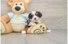 Mini Bernedoodle Pup Being Cute
