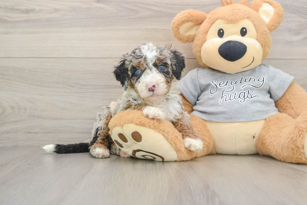 Little Bernese Doodle Poodle Mix Puppy