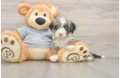 Funny Mini Bernedoodle Poodle Mix Pup