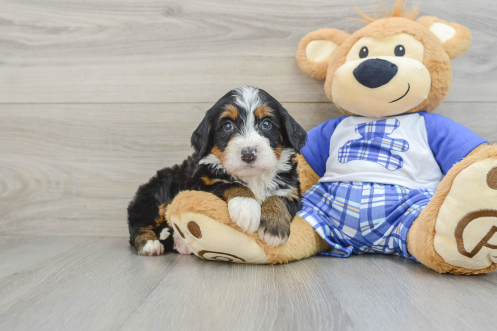 Mini Bernedoodle Pup Being Cute