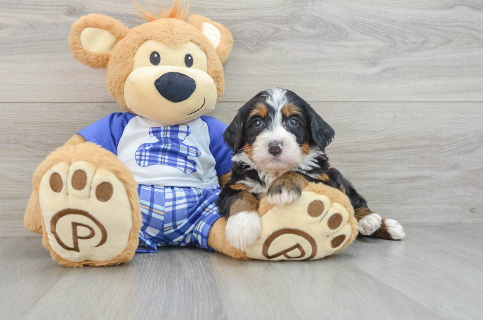 5 week old Mini Bernedoodle Puppy For Sale - Florida Fur Babies