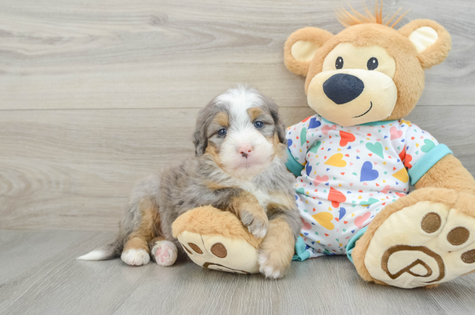 6 week old Mini Bernedoodle Puppy For Sale - Florida Fur Babies