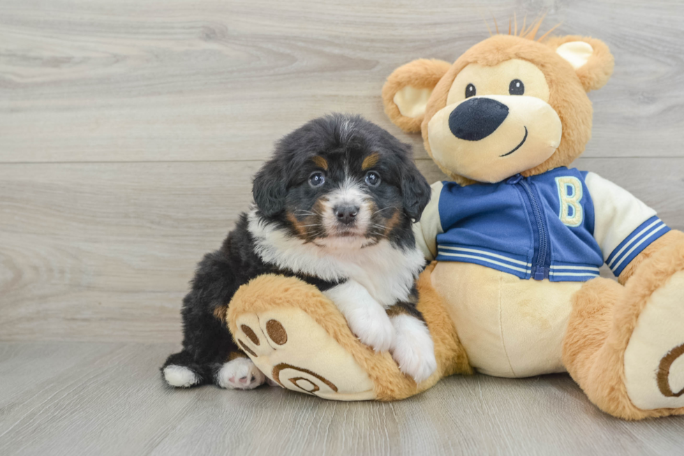 Mini Bernedoodle Pup Being Cute