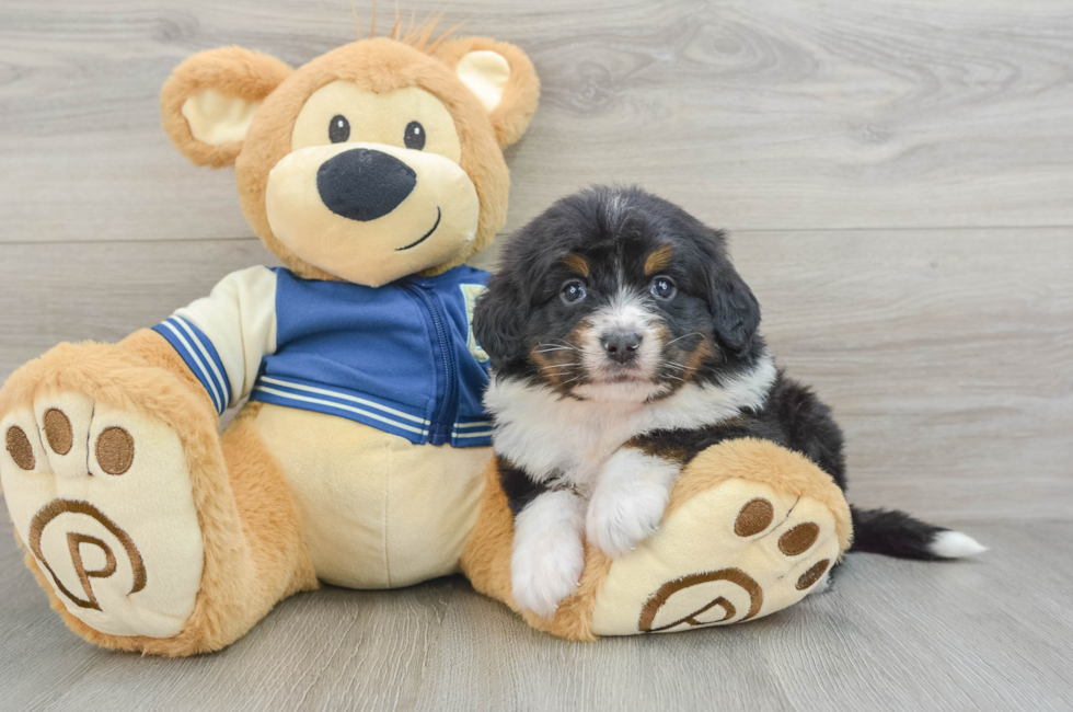 5 week old Mini Bernedoodle Puppy For Sale - Florida Fur Babies