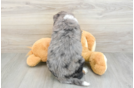 Popular Mini Bernedoodle Poodle Mix Pup