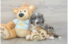 Mini Bernedoodle Puppy for Adoption