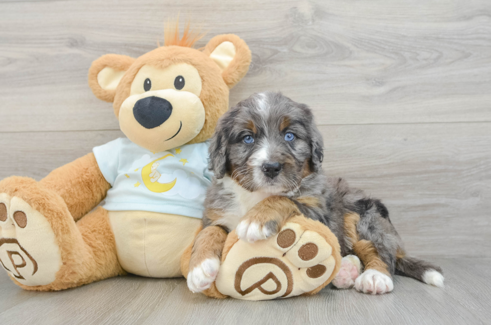 5 week old Mini Bernedoodle Puppy For Sale - Florida Fur Babies