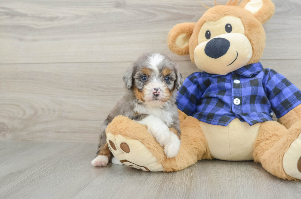 7 week old Mini Bernedoodle Puppy For Sale - Florida Fur Babies