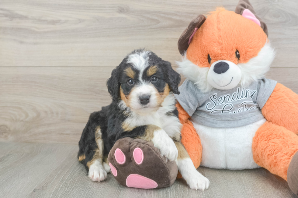 5 week old Mini Bernedoodle Puppy For Sale - Florida Fur Babies