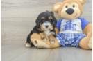Cute Mini Bernedoodle Baby