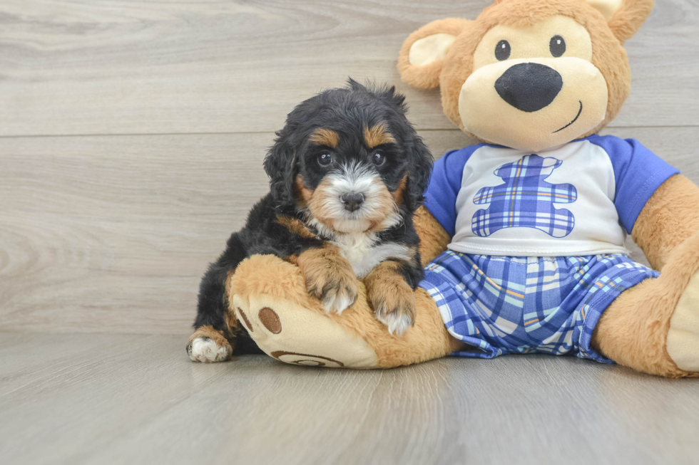 Cute Mini Bernedoodle Baby