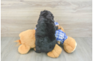 Petite Mini Bernedoodle Poodle Mix Pup