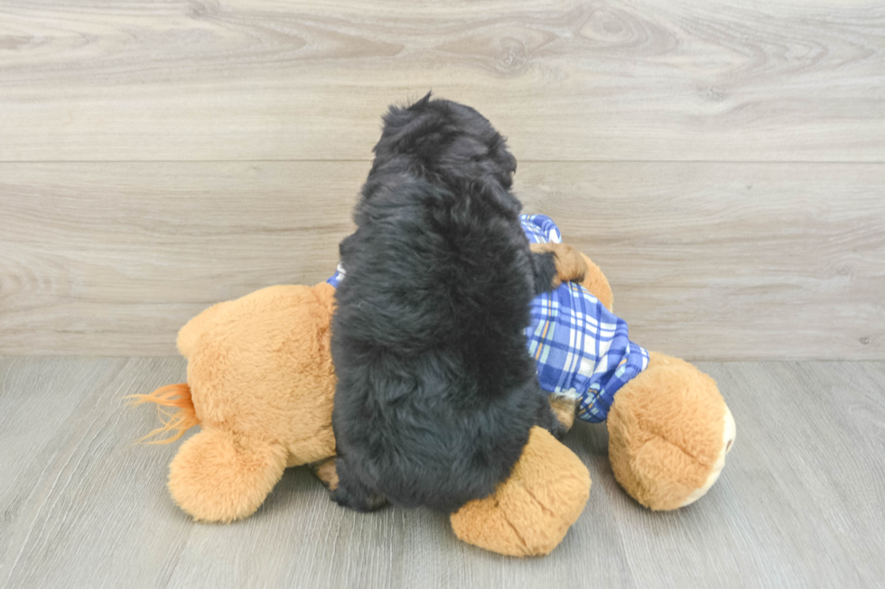 Petite Mini Bernedoodle Poodle Mix Pup