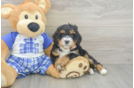 Fluffy Mini Bernedoodle Poodle Mix Pup