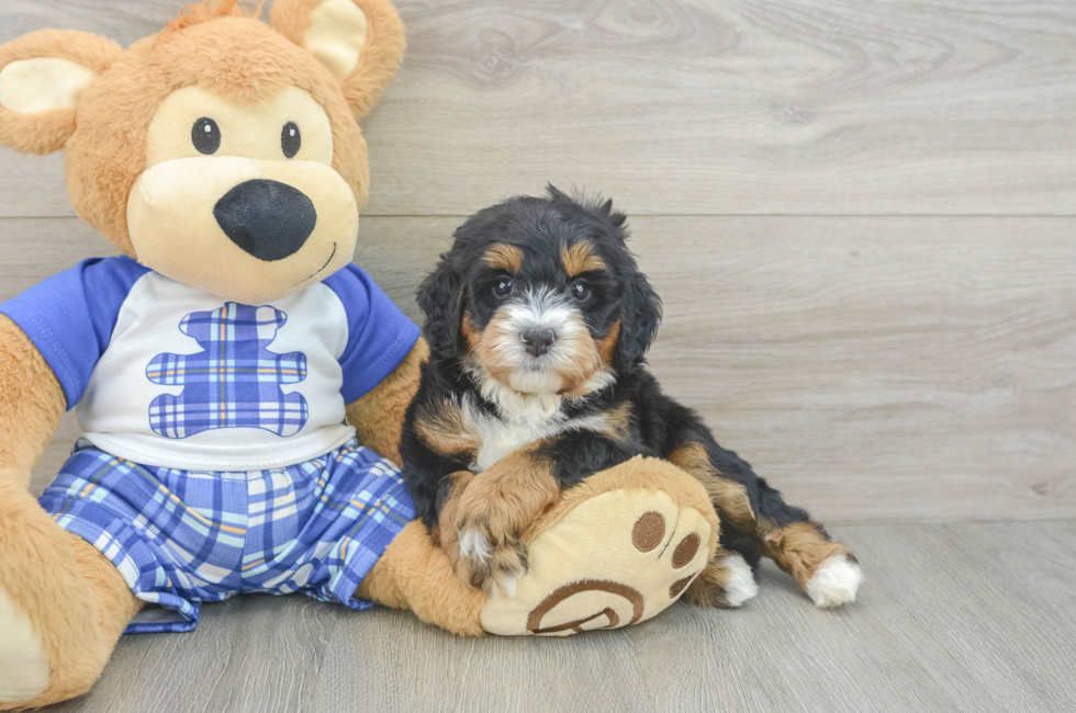 5 week old Mini Bernedoodle Puppy For Sale - Florida Fur Babies