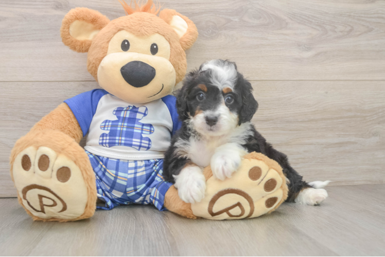 Best Mini Bernedoodle Baby