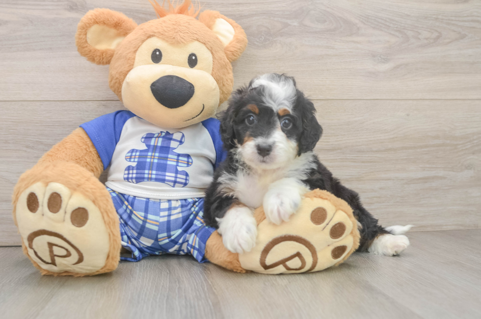 6 week old Mini Bernedoodle Puppy For Sale - Florida Fur Babies