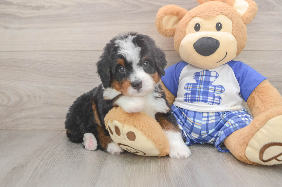 5 week old Mini Bernedoodle Puppy For Sale - Florida Fur Babies