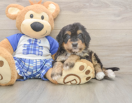 5 week old Mini Bernedoodle Puppy For Sale - Florida Fur Babies