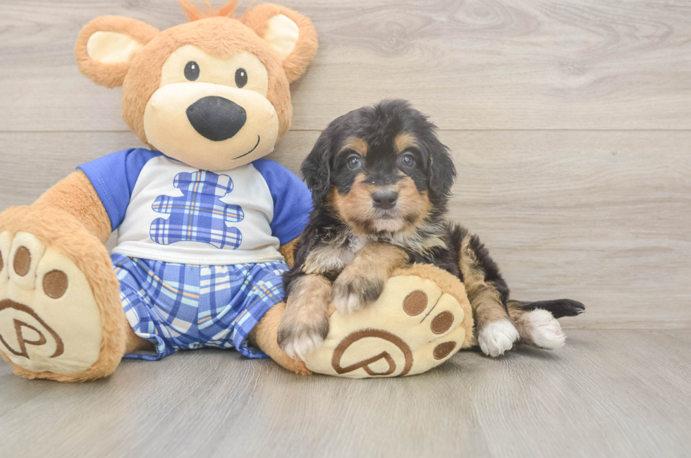 5 week old Mini Bernedoodle Puppy For Sale - Florida Fur Babies