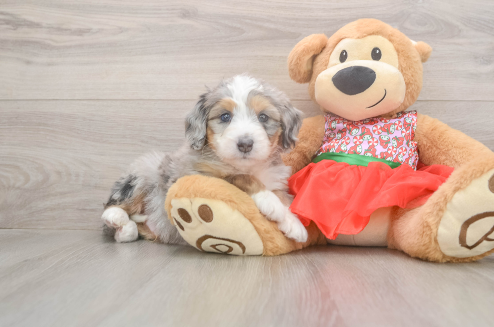 5 week old Mini Bernedoodle Puppy For Sale - Florida Fur Babies