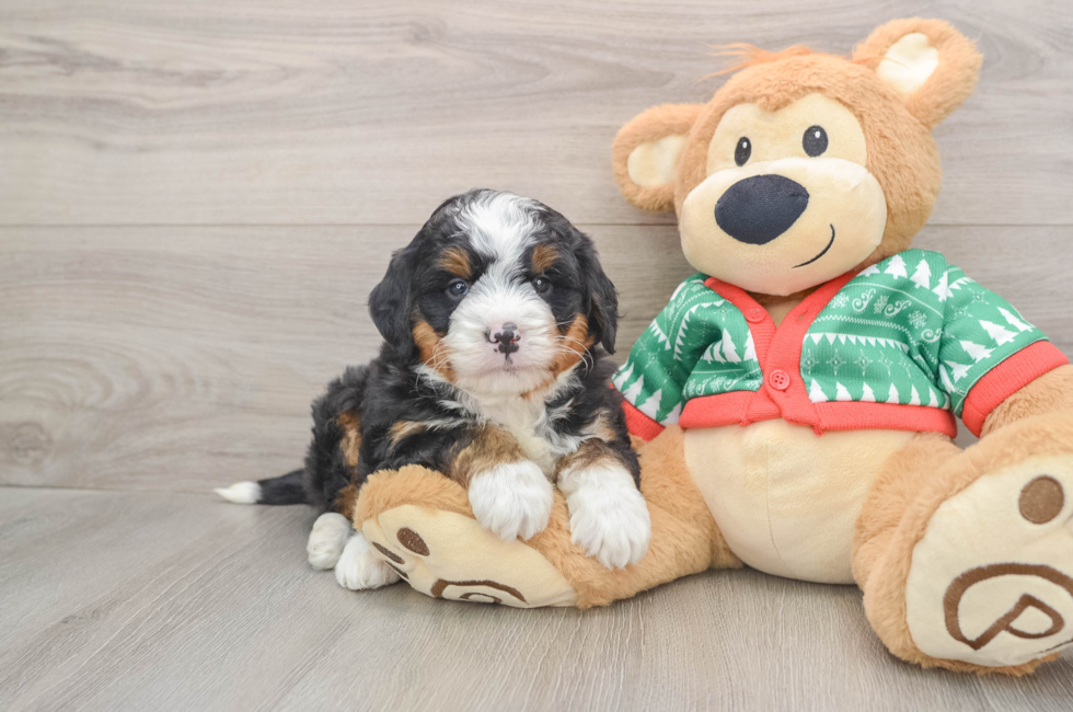 5 week old Mini Bernedoodle Puppy For Sale - Florida Fur Babies