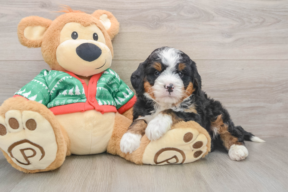 Playful Mini Bernepoo Poodle Mix Puppy