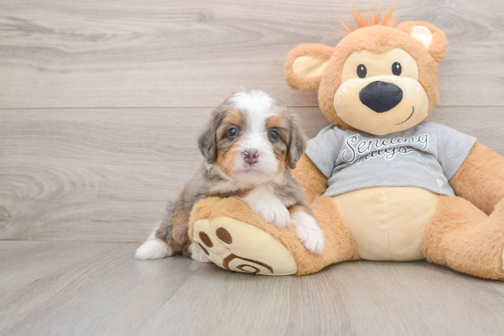 Mini Bernedoodle Pup Being Cute