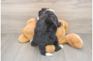 Mini Bernedoodle Pup Being Cute