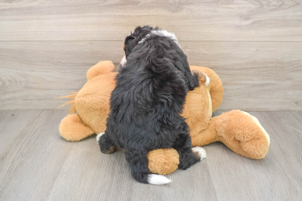 Mini Bernedoodle Pup Being Cute