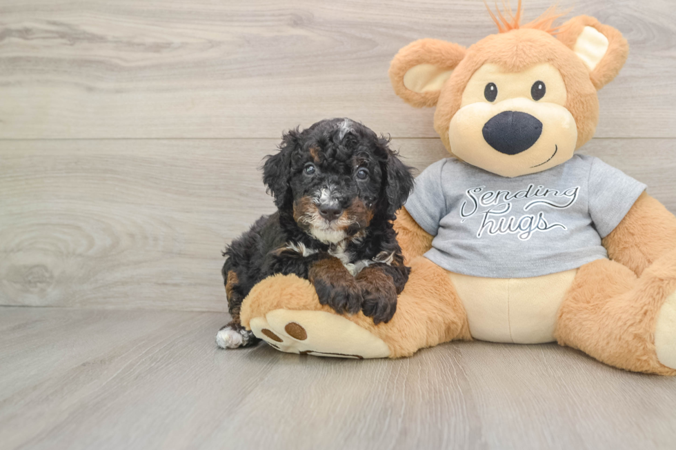 Mini Bernedoodle Puppy for Adoption