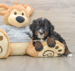 7 week old Mini Bernedoodle Puppy For Sale - Florida Fur Babies