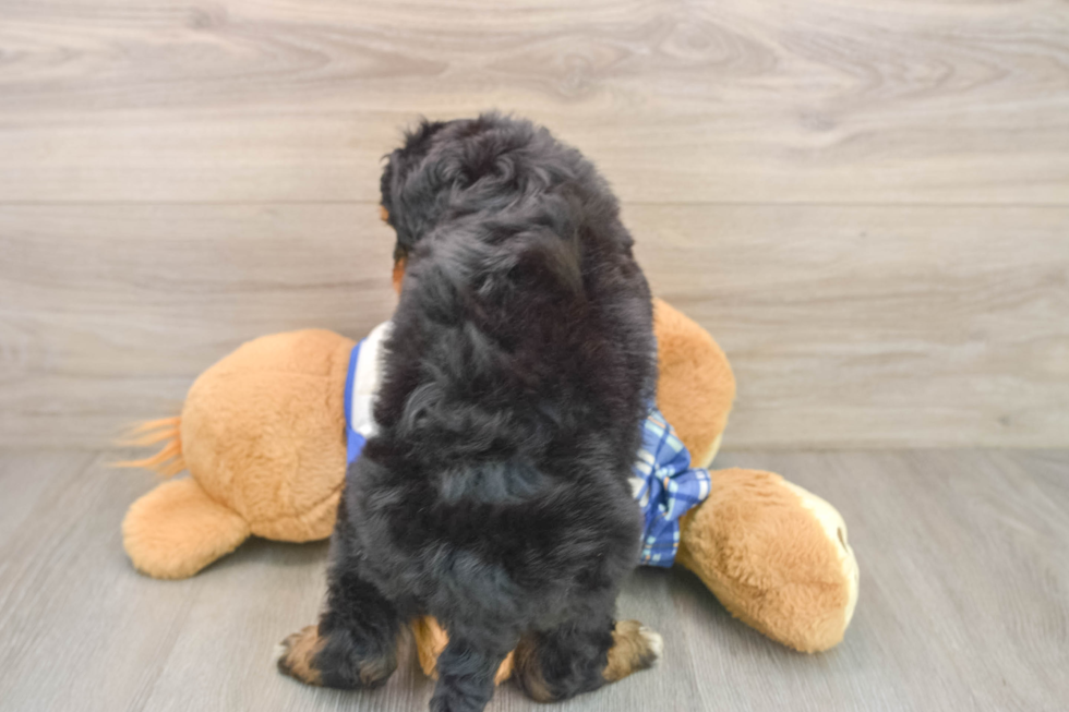 Mini Bernedoodle Puppy for Adoption