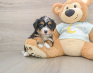 5 week old Mini Bernedoodle Puppy For Sale - Florida Fur Babies