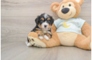 Best Mini Bernedoodle Baby