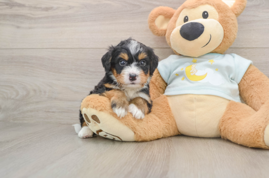 Best Mini Bernedoodle Baby