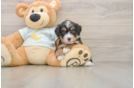 Mini Bernedoodle Pup Being Cute