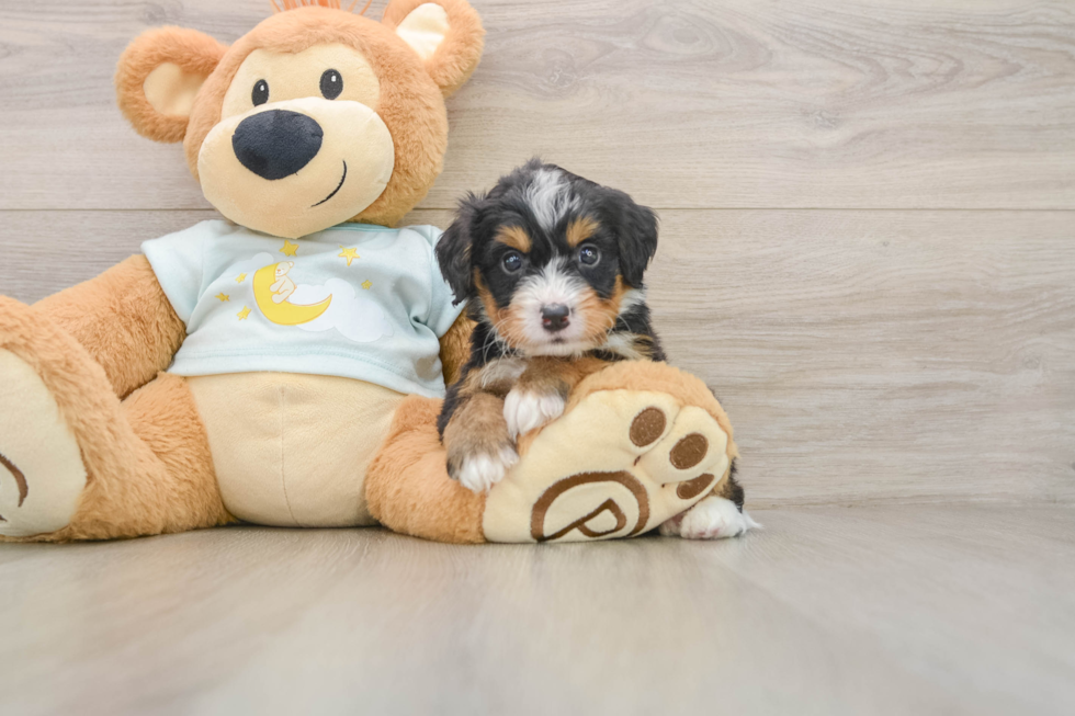 Mini Bernedoodle Pup Being Cute