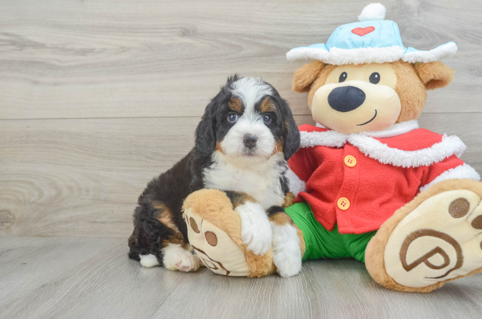 5 week old Mini Bernedoodle Puppy For Sale - Florida Fur Babies